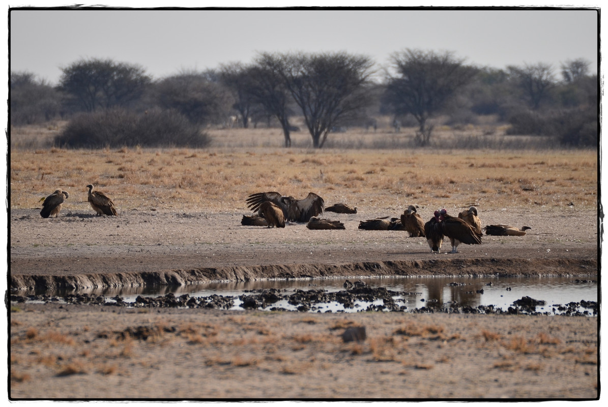 Khama Rhino Sanctuary - Aventuras por Namibia, Botswana y Cataratas Victoria a nuestra bola (10)