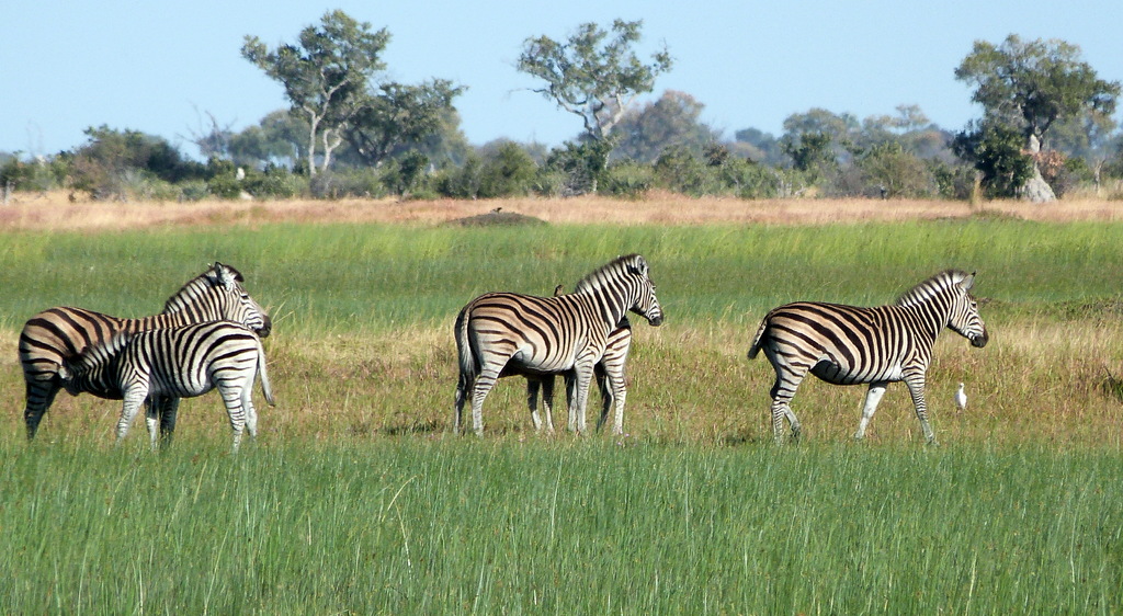 Mokoro y safari a pie - Botswana y Cataratas Victoria (3)
