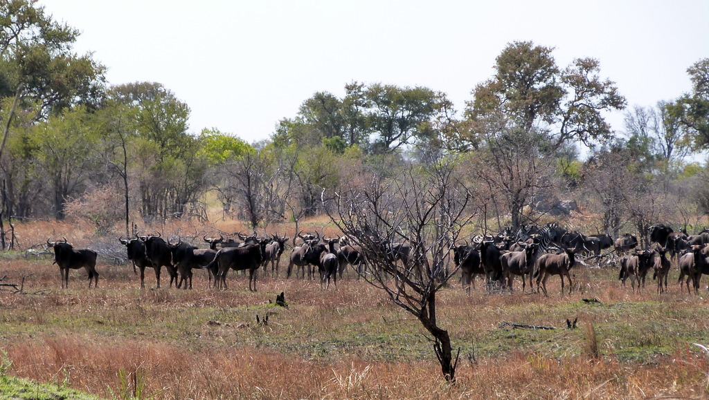 Mokoro y safari a pie - Botswana y Cataratas Victoria (5)