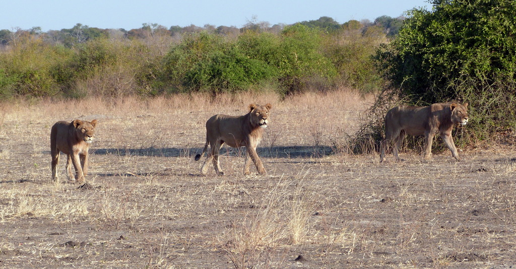 Safari en Chobe - Botswana y Cataratas Victoria (6)