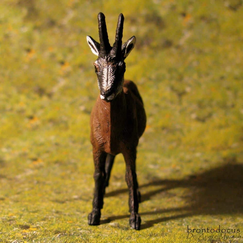 The Chamois, Isard or Izard; the Mountain Antelope. - Behind the French Menu
