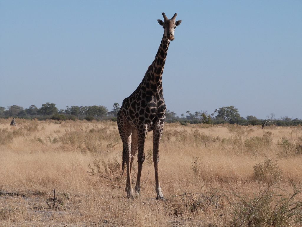 Safari en Moremi - Botswana y Cataratas Victoria (4)