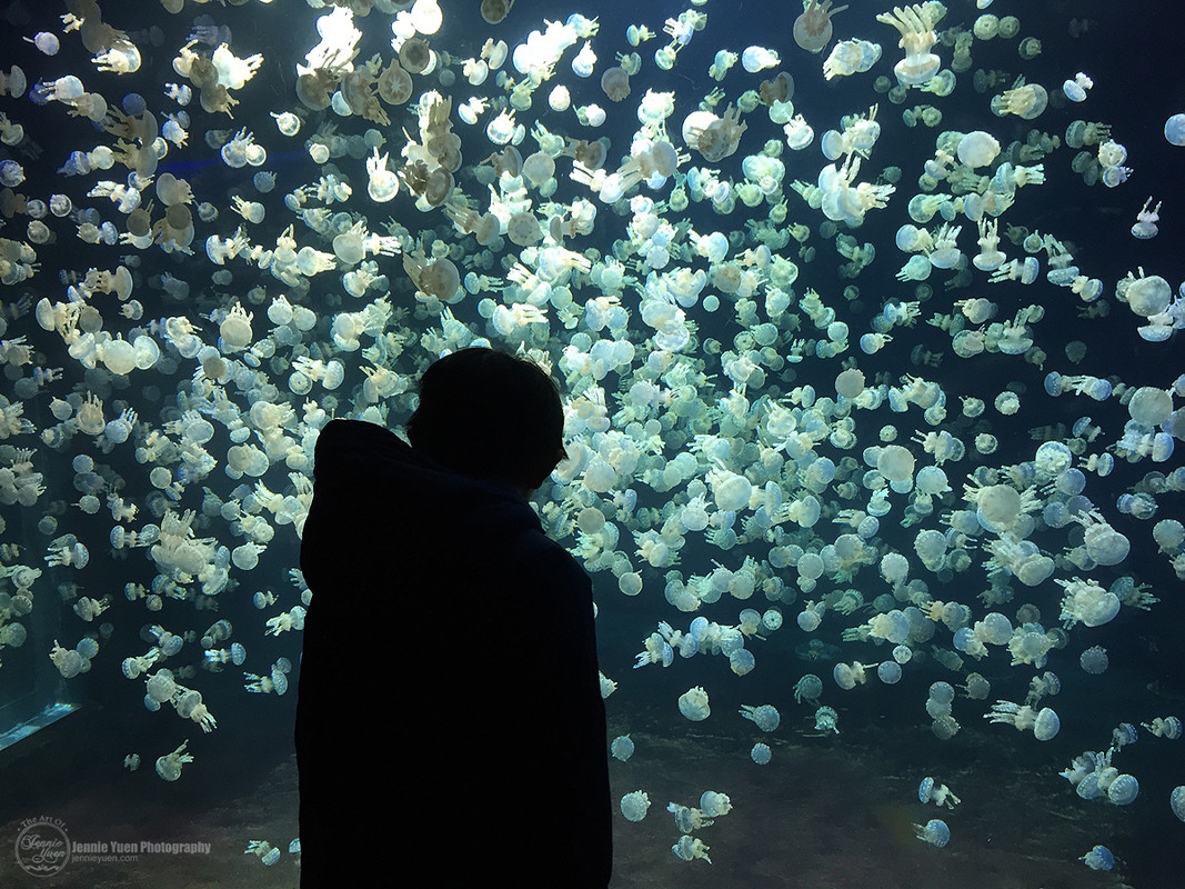 Jellyfishes at Vancouver Aquarium