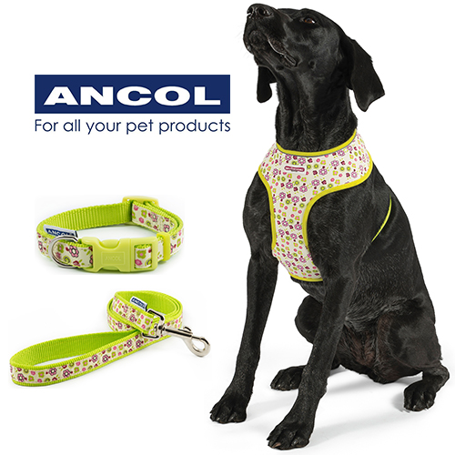 matching dog and owner collar