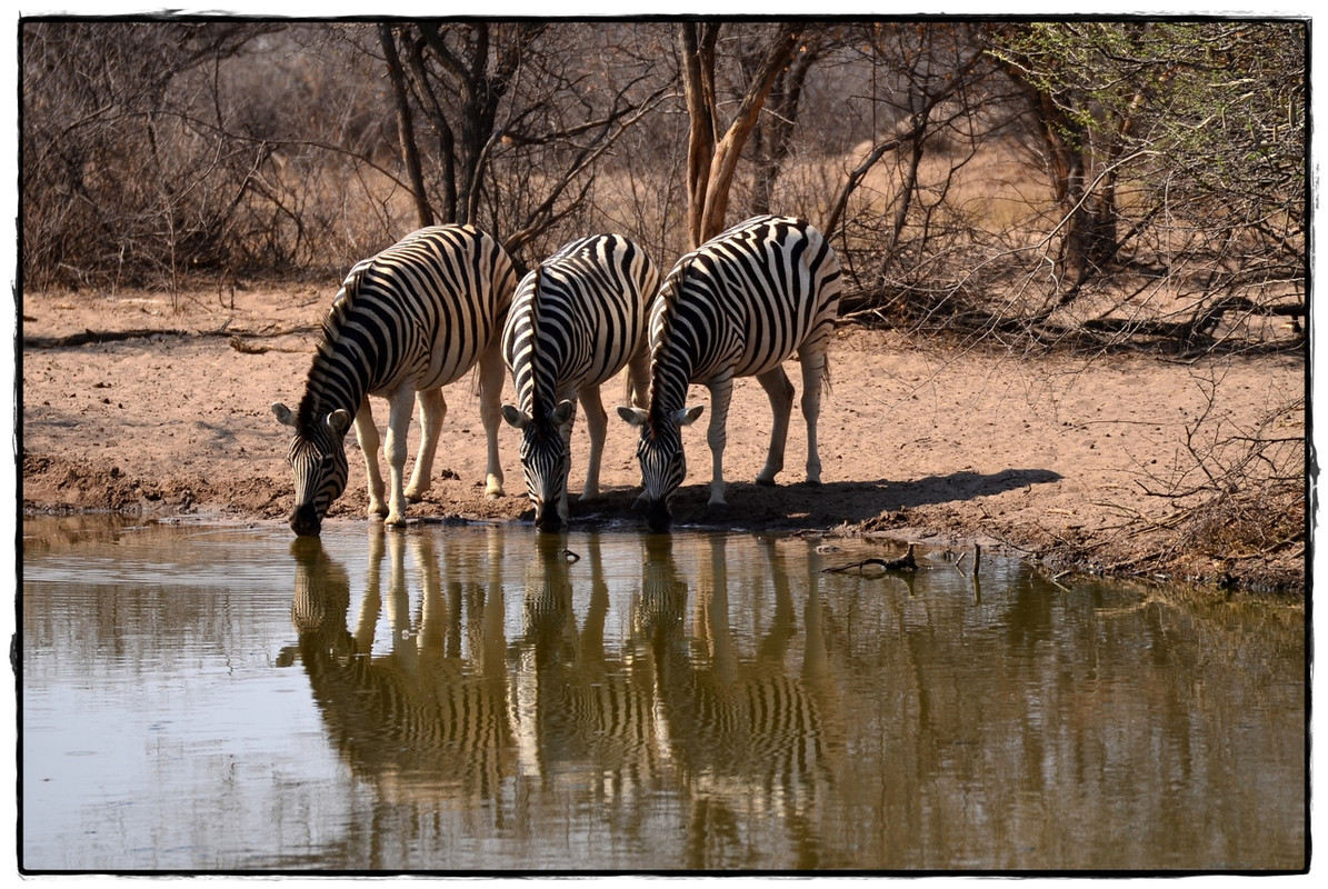 Khama Rhino Sanctuary - Aventuras por Namibia, Botswana y Cataratas Victoria a nuestra bola (5)