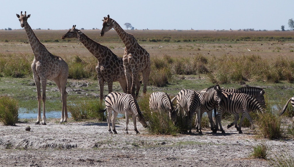 Botswana y Cataratas Victoria - Blogs de Botswana - Safari en Chobe (2)