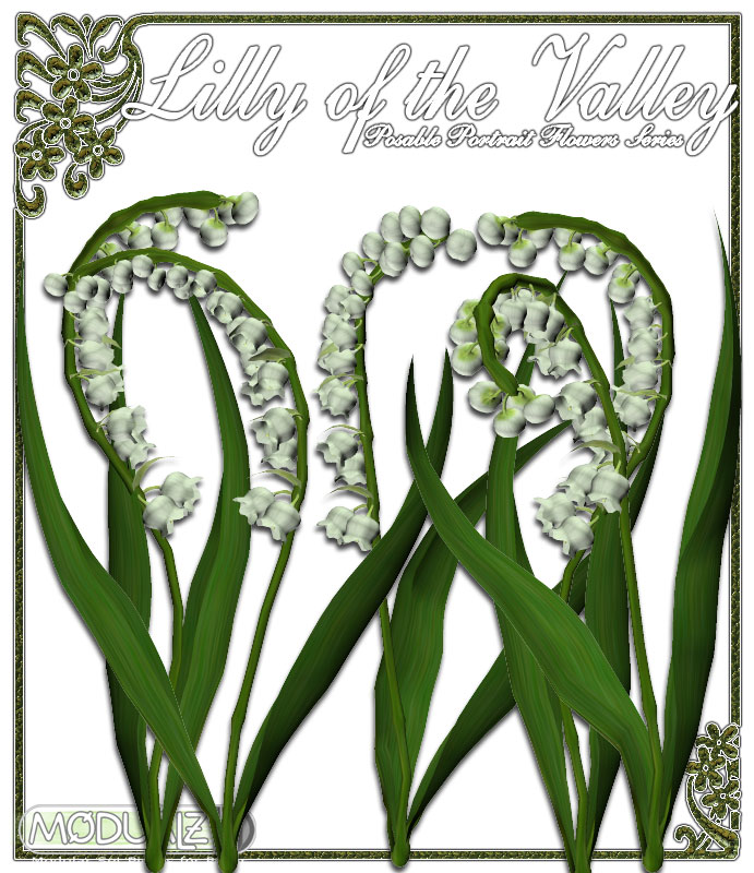 Modualz Portrait Flowers – Lilly of the Valley