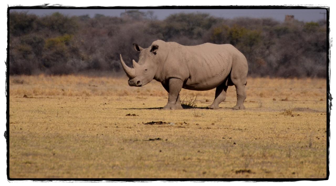 Khama Rhino Sanctuary - Aventuras por Namibia, Botswana y Cataratas Victoria a nuestra bola (9)