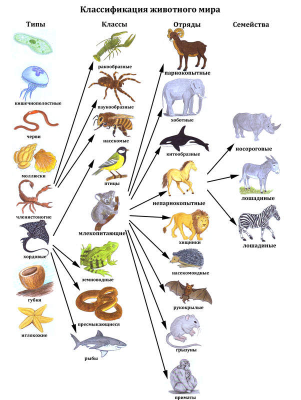 Вид животных 3 класс окружающий. Систематика царство животные схема. Классификация царства животных 7 класс биология. Царство животных классификация таблица 5 класс.