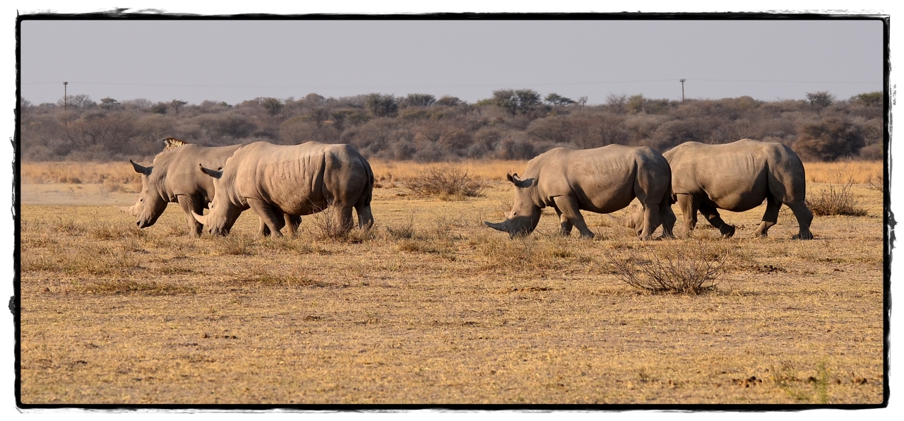 Khama Rhino Sanctuary - Aventuras por Namibia, Botswana y Cataratas Victoria a nuestra bola (13)