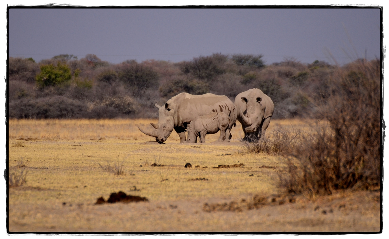 Khama Rhino Sanctuary - Aventuras por Namibia, Botswana y Cataratas Victoria a nuestra bola (7)