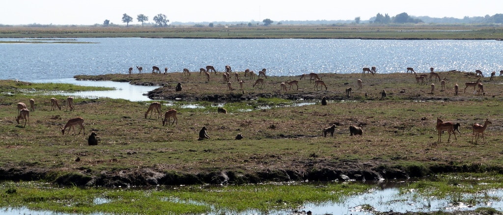 Safari en Chobe - Botswana y Cataratas Victoria (1)