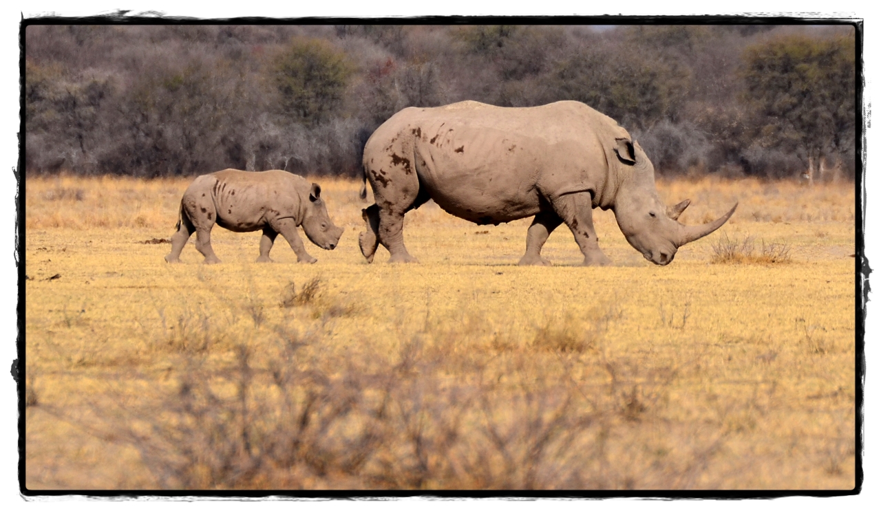 Khama Rhino Sanctuary - Aventuras por Namibia, Botswana y Cataratas Victoria a nuestra bola (8)