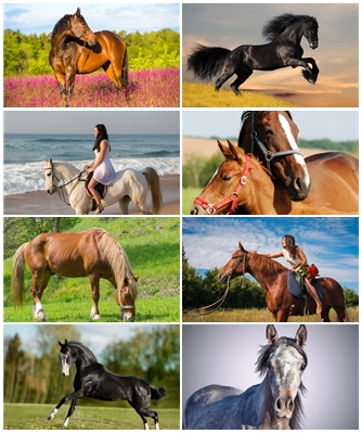 Wallpapers Horses 2 .jpg - 3280x4928 to 6048x8064