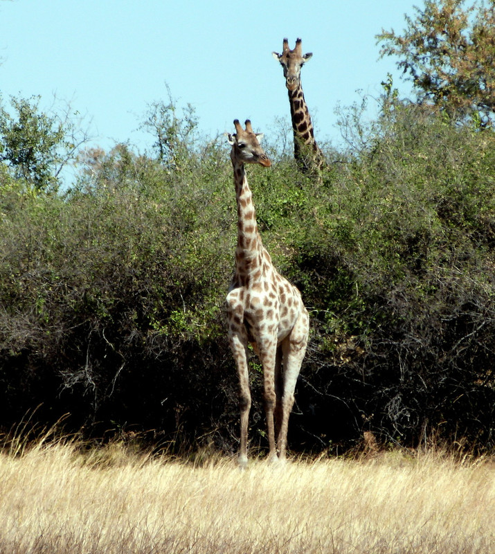 Mokoro y safari a pie - Botswana y Cataratas Victoria (7)