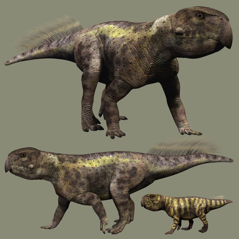 RO78910 Psittacosaurus DR