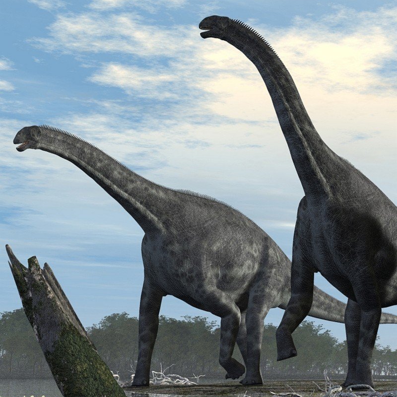 RO66847 Cetiosaurus DR