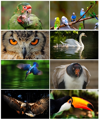 Wallpapers Birds .jpg - 1920x1200 - 5120x3200