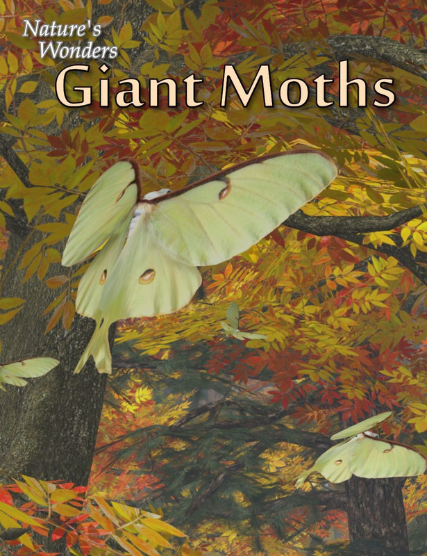 Nature’s Wonders Giant Moths