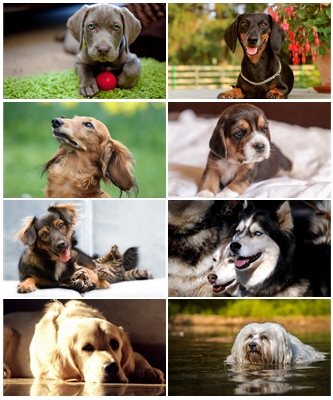 Wallpapers Dogs .jpg - 1920 x 1200 - 5120 x 3200