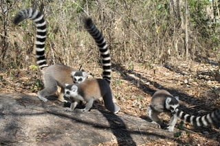 Madagascar, inolvidable - Blogs de Madagascar - Casi un mes deambulando por Madagascar. (58)