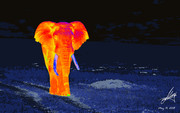 elephant_Predator_vision_test_1.jpg
