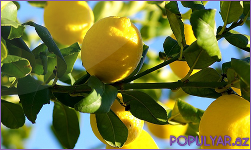 Limonu harda saxlamaq lazımdır? Limonu harda saxlamaq lazımdır?
