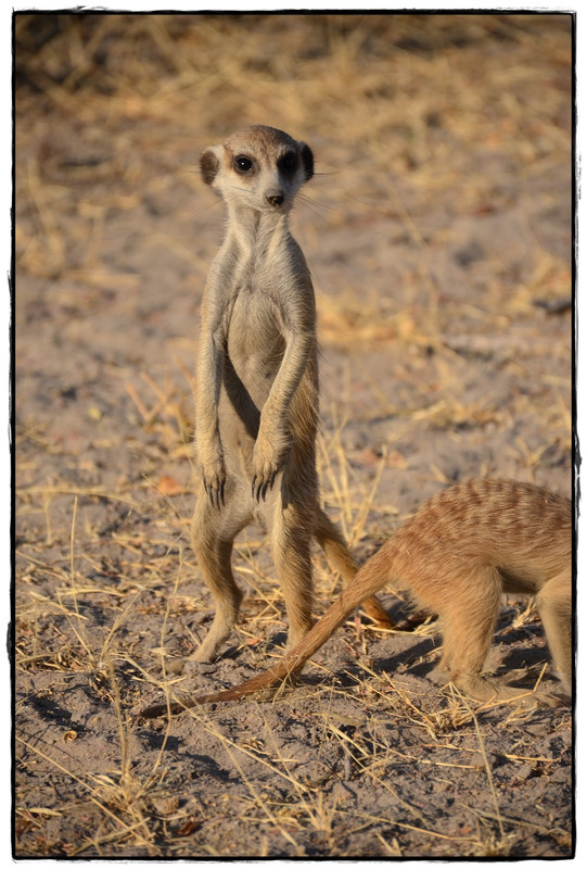 Meerkats y noche al raso en Ntwetwe Pan - Aventuras por Namibia, Botswana y Cataratas Victoria a nuestra bola (2)