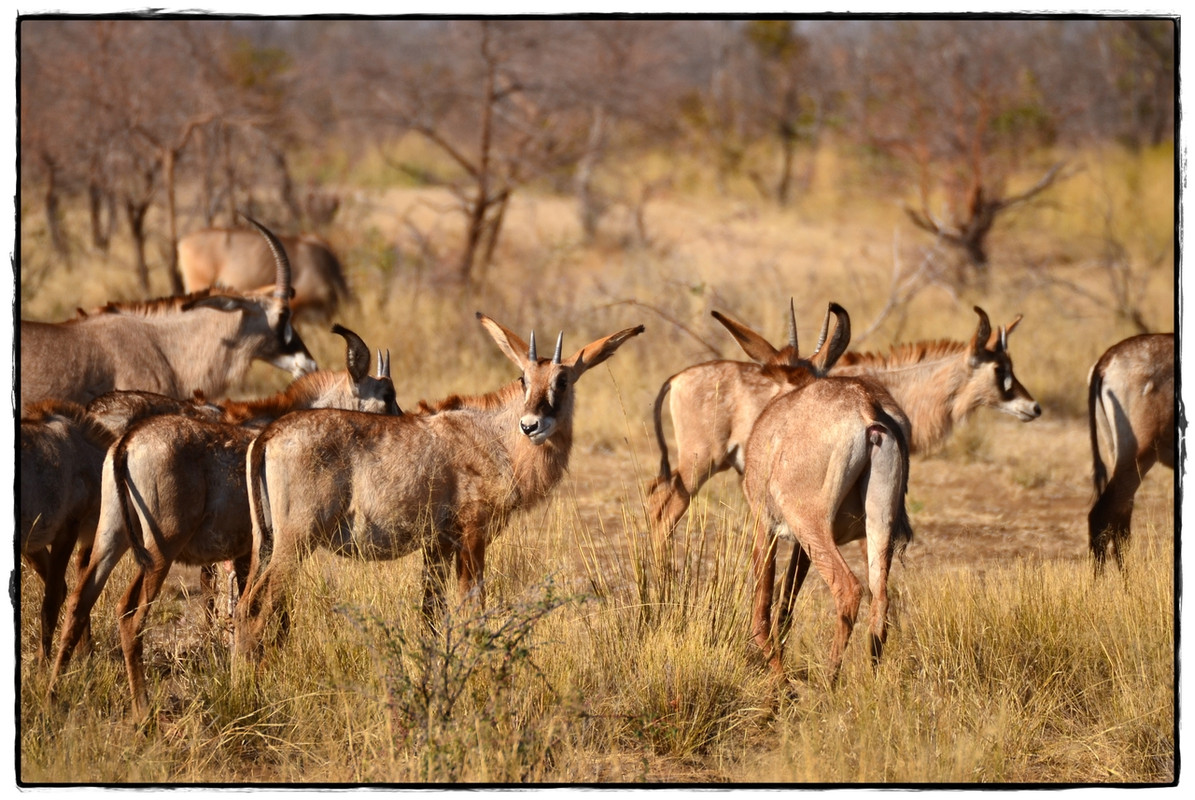 Zambezi y Mahango Game Reserve - Aventuras por Namibia, Botswana y Cataratas Victoria a nuestra bola (4)