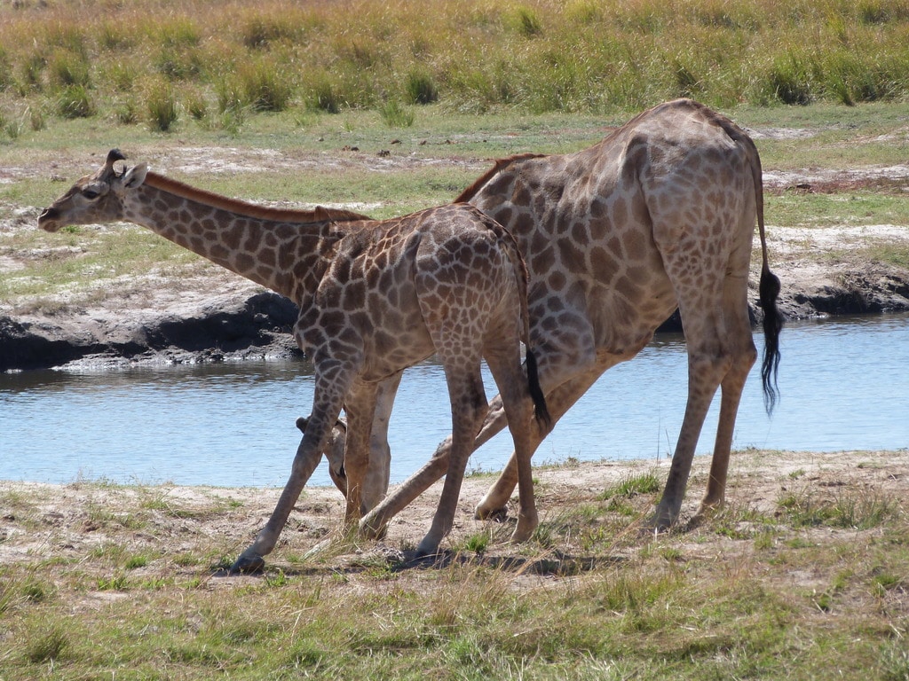 Safari en Chobe - Botswana y Cataratas Victoria (4)