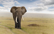 elephant-wallpaper-10460-10827-hd-wallpa