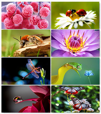 Wallpapers Macro Collection HD 27 .jpg 1920х1200 - 2560х1600