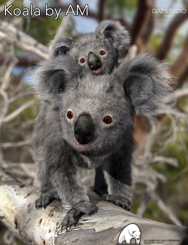 Koala by AM