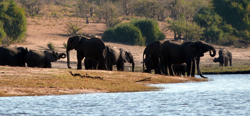 Traslado a Kasane y crucero por el río Chobe - Botswana y Cataratas Victoria (4)