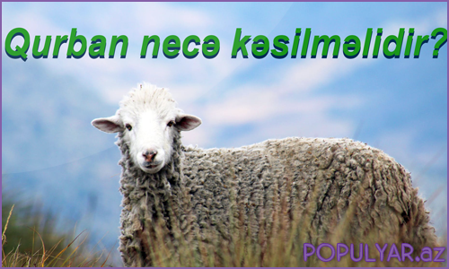 Qurban necə kəsilməlidir? Suallar (Video) Qurban necə kəsilməlidir? Suallar (Video)