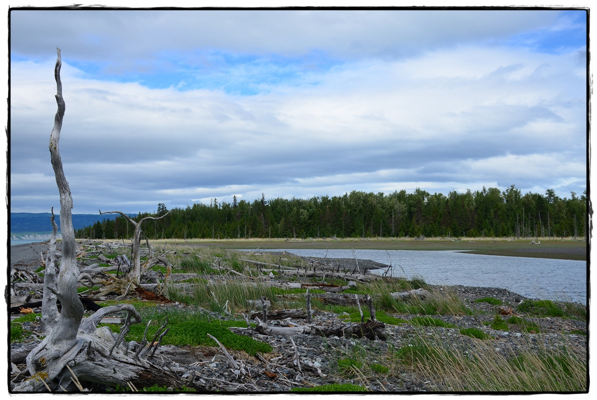 18 de junio. Osos… o no. Plan B: Kachemak Bay State Park - Alaska por tierra, mar y aire (14)