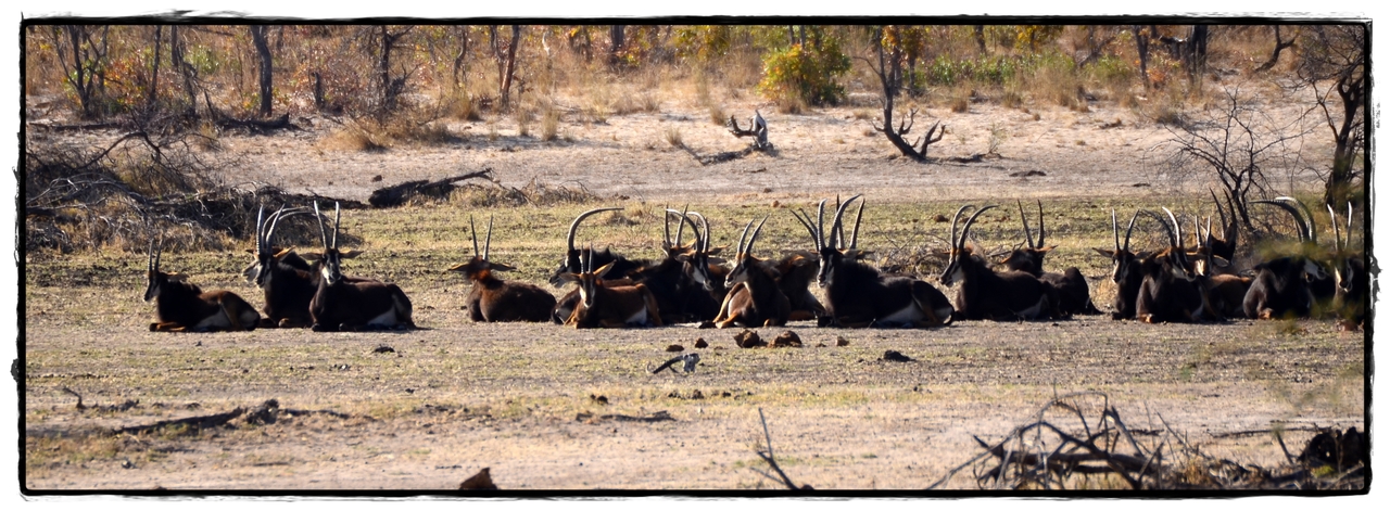 Zambezi y Mahango Game Reserve - Aventuras por Namibia, Botswana y Cataratas Victoria a nuestra bola (6)