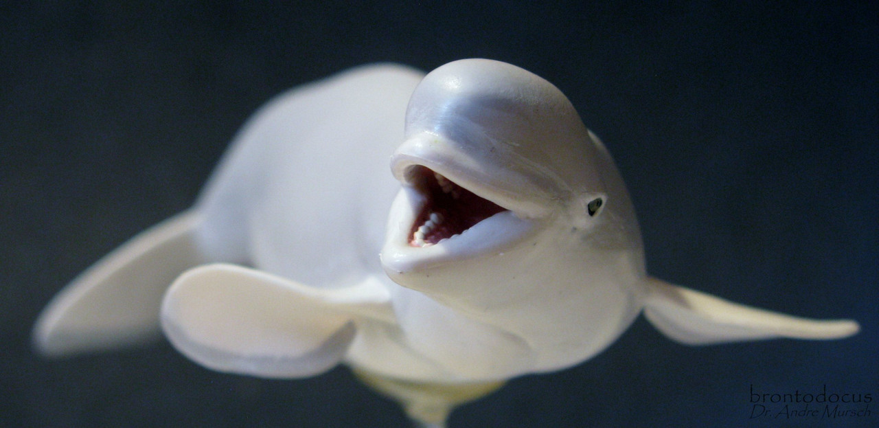 Beluga Whale Delphinapterus leucas (Pallas, 1776)